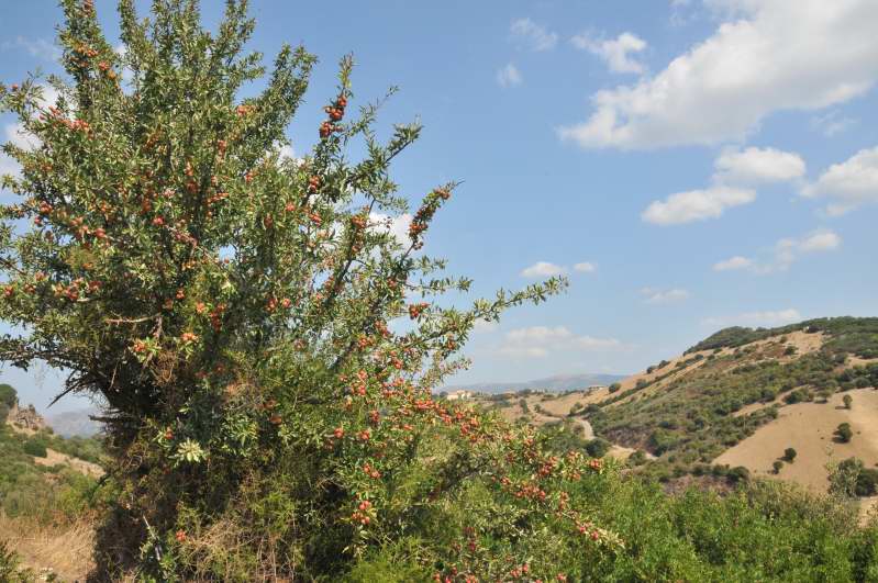 Albero dalle meline rosse - Pyrus pyraster